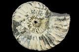 Ammonite (Pleuroceras) Fossil - Germany #125395-1